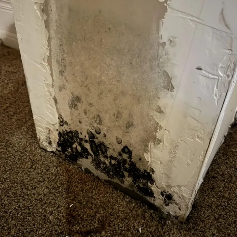 Professional Mold Removal in Goodland, KS